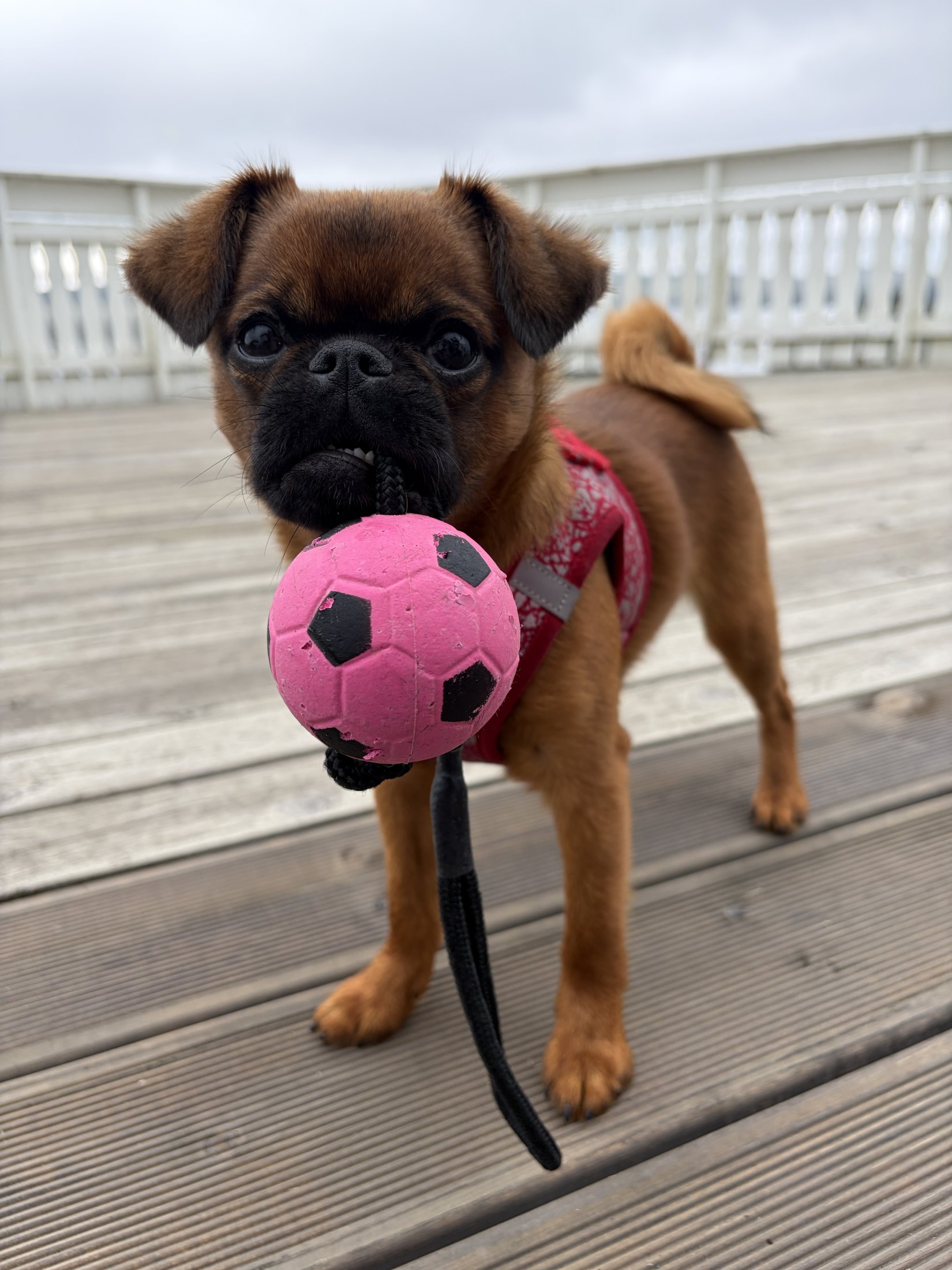 The one with a ball