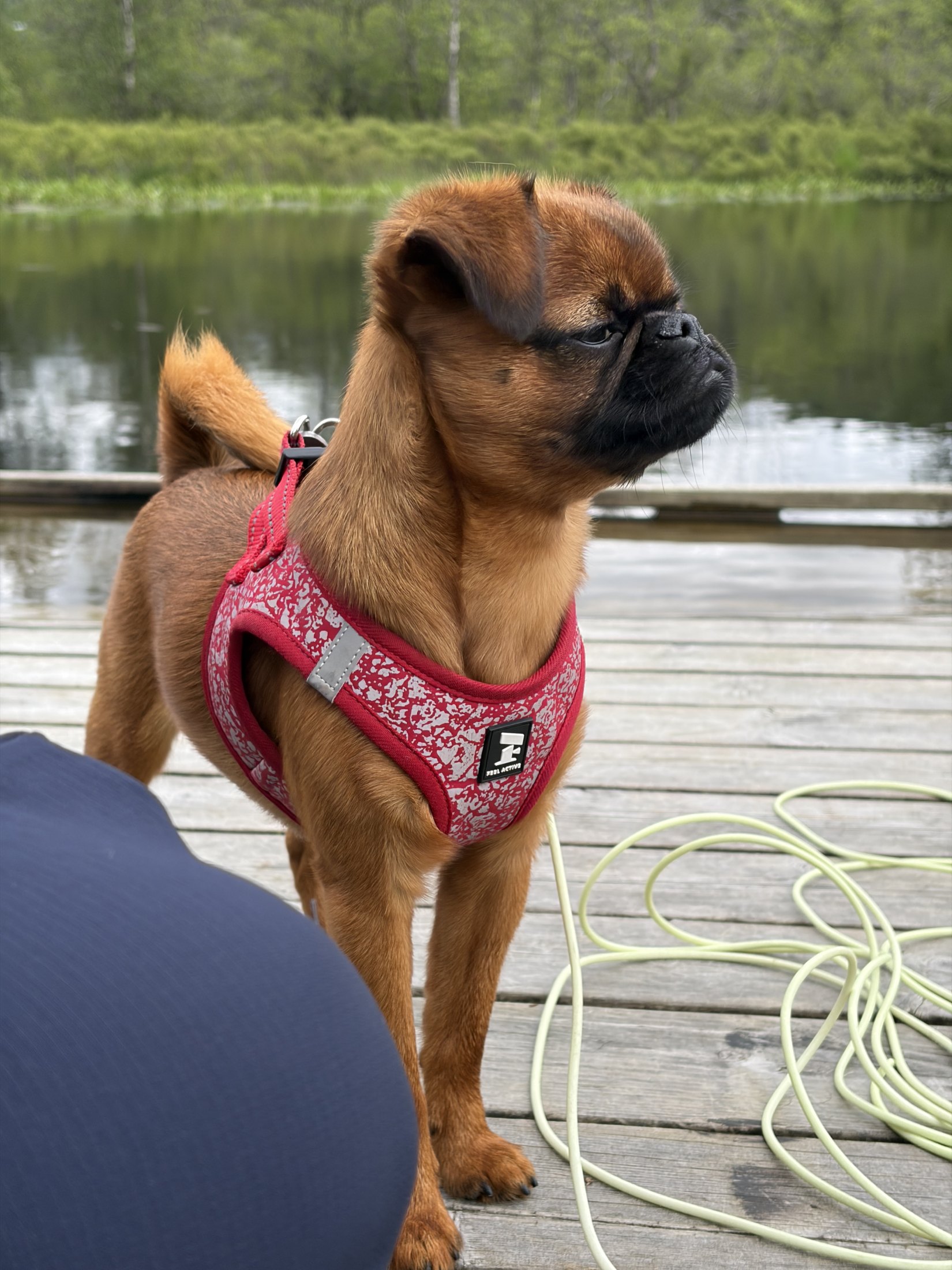 The one where Phoebe visit the lake